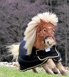 Minishetty Shetty Paradedecke Fleece Abschwitzdecke Minipony 70 75 80 85 90 cm Hier 65 cm - 7