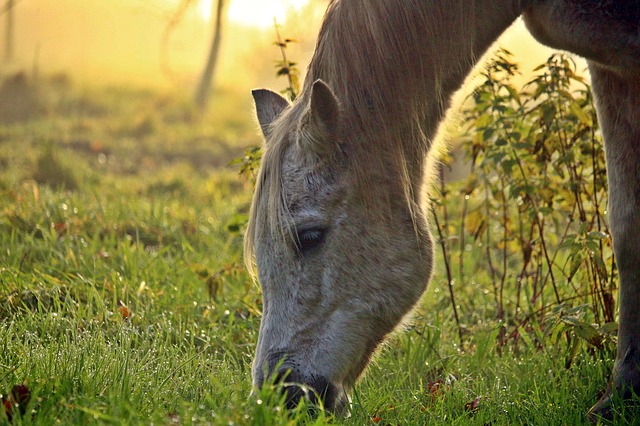 Anweiden Pony